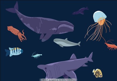探索海洋生物的奧秘