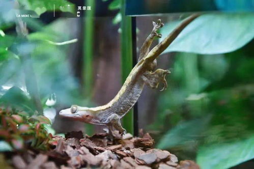 寧波市中心空降熱帶雨林 5000份水母、6000株植物與遠古生物共舞